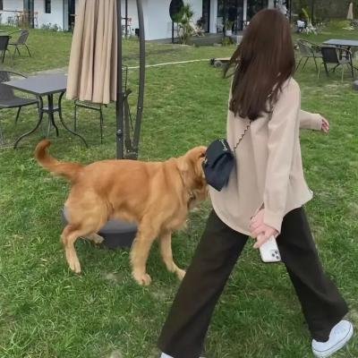 忍冬玫瑰